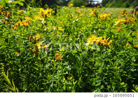 Hypericum perforatum, known as St. John's wort, is a flowering plant in the family Hypericaceae and the type species of the genus Hypericum. Tutsan, Saint-John's-wort. Yellow medicinal flowers Hypericum perforatum, known as St. John's wort, is a flowering plant in the family Hypericaceae and the type species of the genus Hypericum. Tutsan, Saint-John's-wort. Yellow medicinal flowers 105095051