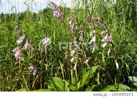 Hosta lancifolia, Narrow Leaved Hosta, Plantain Lilly or Giboshi is native to north east Asia. Hosta plantaginea, the fragrant plantain lily or August lily, flowering plant in the family Asparagaceae. Hosta lancifolia, Narrow Leaved Hosta, Plantain Lilly or Giboshi is native to north east Asia. Hosta plantaginea, the fragrant plantain lily or August lily, flowering plant in the family Asparagaceae. 105095071