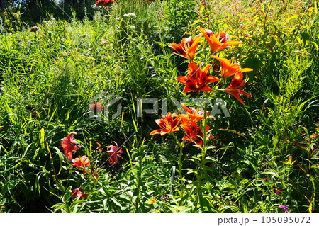 Hemerocallis is a genus of plants of the Lilaynikov family Asphodelaceae. Beautiful orange lily flowers with six petals. Long thin green leaves. Flowering and crop production. Botanical Garden. 105095072