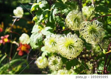 Clematis, travellers joy, virgin bower, old mans beard, leather flower, vase vine. A Polish variety. Stamens are composed of yellow anthers set on lime-coloured filaments and pistils are light-yellow 105095095