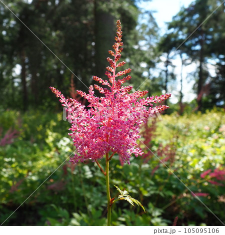 Astilbe, perennial plant of the Saxifrage family Saxifragaceae. False spirea or false goatbeard. The flowers are small pink, lilac or purple, collected in apical inflorescences panicles 105095106