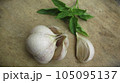 Fresh Garlic stock photo 105095137