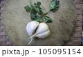 Fresh Garlic stock photo 105095154
