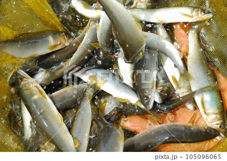 釣り上げた鮎、鮎釣り、アユ、あゆ、友釣り 釣り上げた鮎、鮎釣り、アユ、あゆ、友釣り 105096065