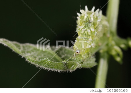 生き物　昆虫　ウリキンウワバ、中齢幼虫。突起のある緑の体に白線、黒い斑点がある個体もいます 105096166