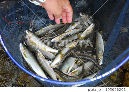 釣り上げた鮎、鮎釣り、アユ、あゆ、友釣り 105096201