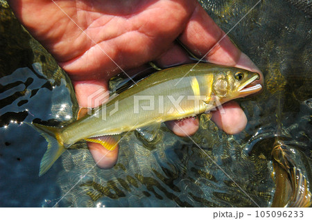 釣り上げた鮎、鮎釣り、アユ、あゆ、友釣り 105096233