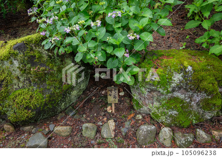 苔むした石と紫陽花【弘長寺】 105096238