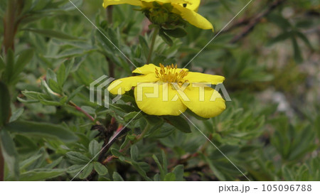 ミヤマヒナゲシの花 105096788