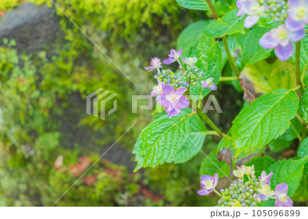 小雨の情景と紫陽花【弘長寺】 105096899