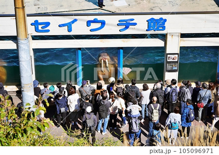 おたる水族館 セイウチ館の風景 おたる水族館 セイウチ館の風景 105096971