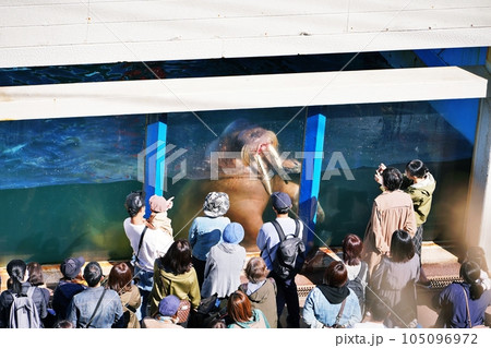おたる水族館 セイウチ館の風景 おたる水族館 セイウチ館の風景 105096972