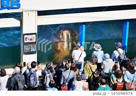 おたる水族館 セイウチ館の風景 おたる水族館 セイウチ館の風景 105096974