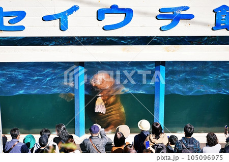 おたる水族館　セイウチ館の風景 105096975