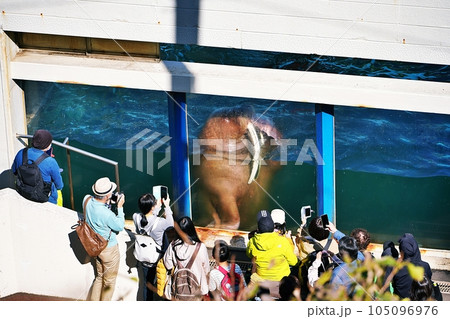 おたる水族館　セイウチ館の風景 105096976