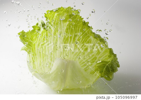 レタス 水滴 レタス 水滴 105096997