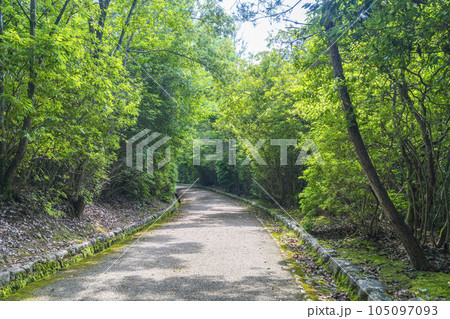 初夏の嵐山公園亀山地区　緑のトンネル 105097093
