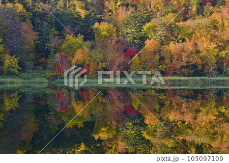 利尻島の秋 紅葉に包まれた姫沼 利尻島の秋 紅葉に包まれた姫沼 105097109