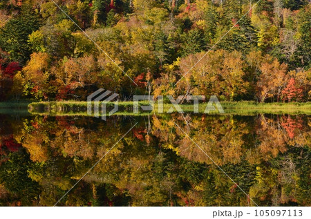 利尻島の秋 紅葉に包まれた姫沼 利尻島の秋 紅葉に包まれた姫沼 105097113