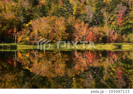 利尻島の秋 紅葉に包まれた姫沼 利尻島の秋 紅葉に包まれた姫沼 105097115