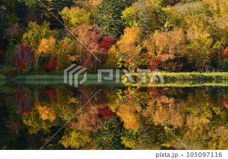 利尻島の秋 紅葉に包まれた姫沼 利尻島の秋 紅葉に包まれた姫沼 105097116