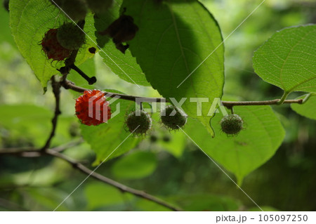 里山の景色　初夏赤い甘い実をつけるヒメコウゾの木苺 105097250