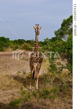 African giraffe grazing 105097411