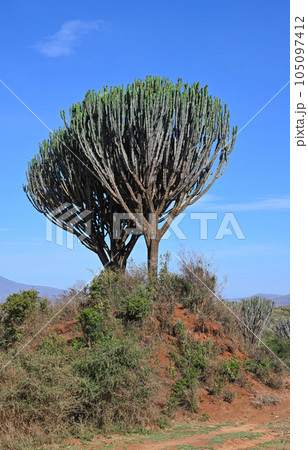 Trees of Africa. Candelabra tree (Euphorbia candelabrum) 105097412