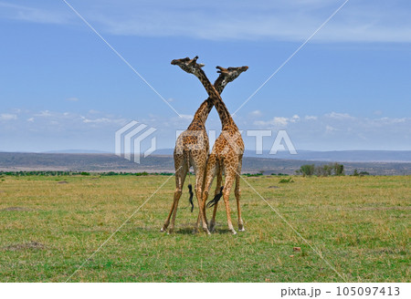African male giraffes fighting for dominance over a herd 105097413