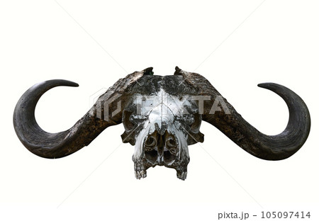 The skull of an African buffalo with big horns 105097414