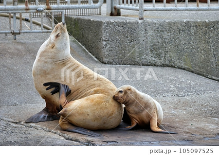 おたる水族館　トドの親子 105097525