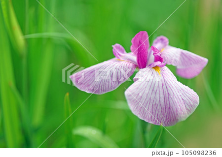 花菖蒲 花菖蒲 105098236