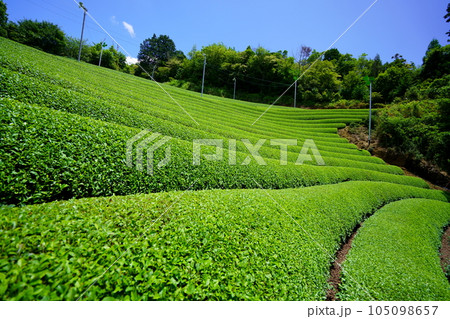 梅雨の晴れ間・爽やかな和束の茶畑 梅雨の晴れ間・爽やかな和束の茶畑 105098657