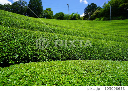 梅雨の晴れ間・爽やかな和束の茶畑 105098658