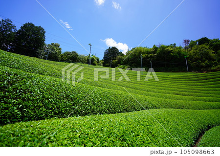 梅雨の晴れ間・爽やかな和束の茶畑 梅雨の晴れ間・爽やかな和束の茶畑 105098663