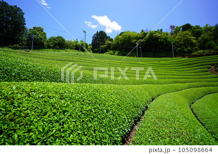 梅雨の晴れ間・爽やかな和束の茶畑 梅雨の晴れ間・爽やかな和束の茶畑 105098664