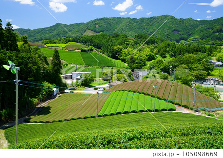 梅雨の晴れ間・爽やかな和束の茶畑 105098669
