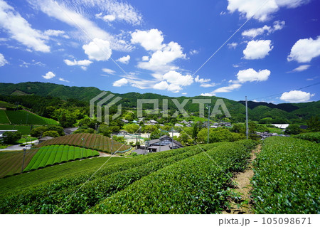 梅雨の晴れ間・爽やかな和束の茶畑 梅雨の晴れ間・爽やかな和束の茶畑 105098671