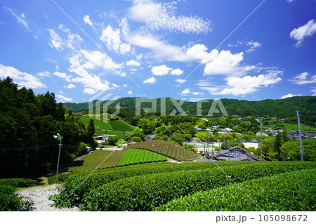 梅雨の晴れ間・爽やかな和束の茶畑 105098672