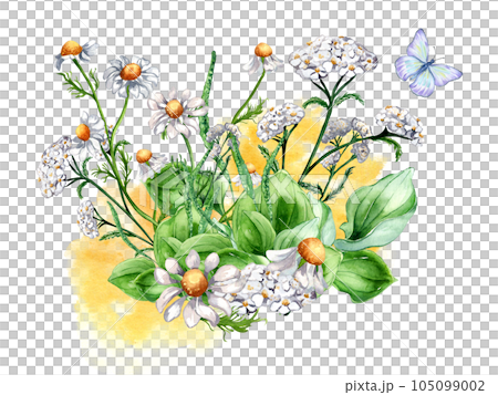 Bouquet of meadow medicinal flower, butterfly watercolor illustration isolated on white background. Daisy, camomile, plantain, achillea millefolium hand drawn. Design for label, package, postcard 105099002