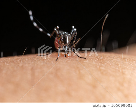 【昆虫】血を吸うヒトスジシマカ　蚊 105099003