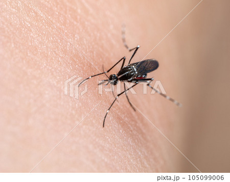 【昆虫】血を吸うヒトスジシマカ　蚊 105099006