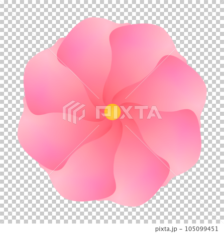 pink flower isolated on white background pink flower isolated on white background 105099451