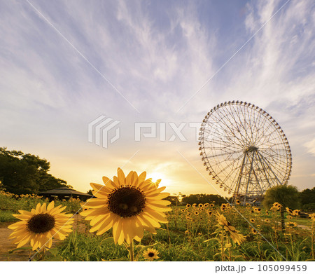 葛西臨海公園 ひまわり畑 夕景 葛西臨海公園 ひまわり畑 夕景 105099459