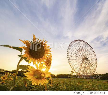 夏の夕景 葛西臨海公園 ひまわり畑と観覧車 夏の夕景 葛西臨海公園 ひまわり畑と観覧車 105099461