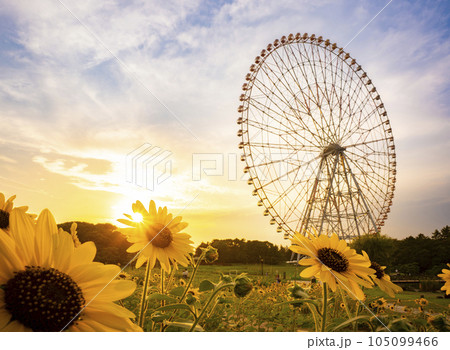 夏の夕景　葛西臨海公園 ひまわり畑と観覧車 105099466