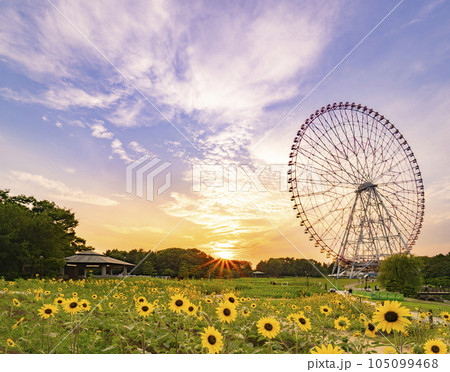 夏の夕景　葛西臨海公園 ひまわり畑と観覧車 105099468