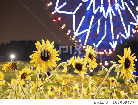 夏の夕景 葛西臨海公園 ひまわり畑と観覧車 夏の夕景 葛西臨海公園 ひまわり畑と観覧車 105099477