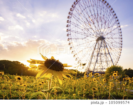 夏の夕景　葛西臨海公園 ひまわり畑と観覧車 105099574