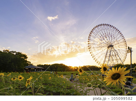 夏の夕景　葛西臨海公園 ひまわり畑と観覧車 105099582